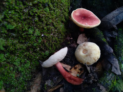 Gyroporus purpurinus