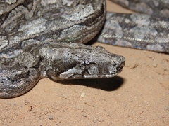 Boa constrictor occidentalis