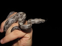 Boa constrictor occidentalis