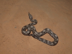 Boa constrictor occidentalis