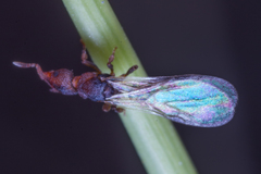 Colobostruma elliotti