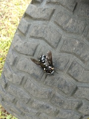 Triclista guttata