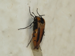 Metoecus paradoxus