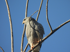 Buteo plagiatus