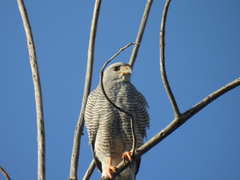 Buteo plagiatus