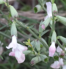 Stachys angustifolia