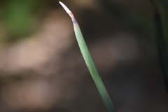 Strelitzia juncea