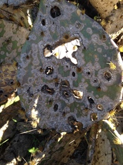 Phyllosticta concava