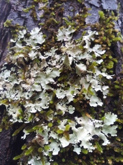 Parmotrema subisidiosum