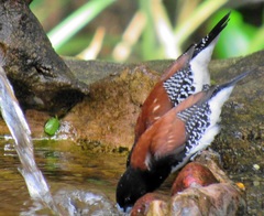 Spermestes bicolor nigriceps