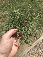 Indigofera circinella