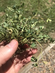 Indigofera circinella