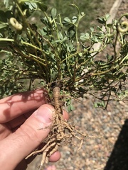 Indigofera circinella