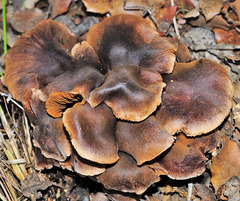 Cortinarius decipiens
