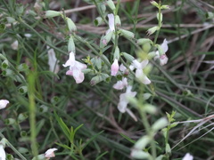 Stachys angustifolia