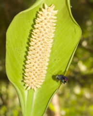Spathiphyllum cochlearispathum