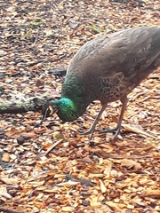 Pavo cristatus × muticus