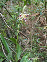 Phaius
