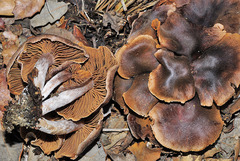 Cortinarius decipiens