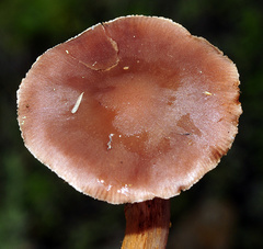 Cortinarius assiduus