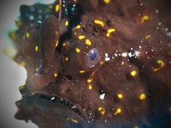 Antennarius maculatus