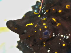 Antennarius maculatus