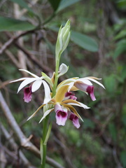 Phaius