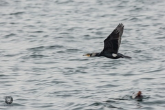 Phalacrocorax carbo
