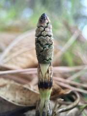Equisetum arvense