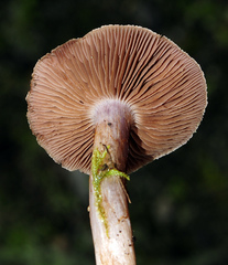 Cortinarius assiduus