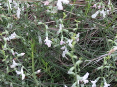 Stachys angustifolia
