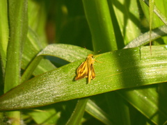 Anatrytone perfida