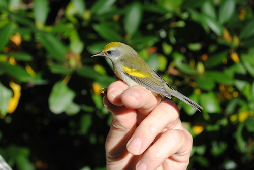 Vermivora chrysoptera
