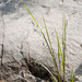 Coleataenia rigidula rigidula - Photo (c) Samuel Brinker, algunos derechos reservados (CC BY-NC), subido por Samuel Brinker