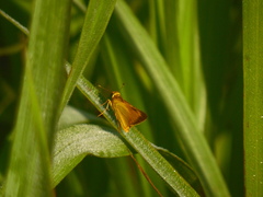 Anatrytone perfida