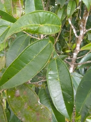 Lunania mauritii