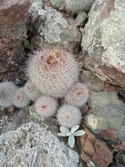 Parodia scopa