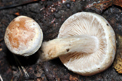 Cortinarius vulpinus