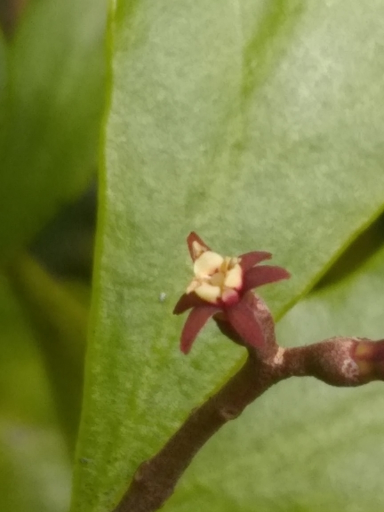 Dendropemon loranthoideus