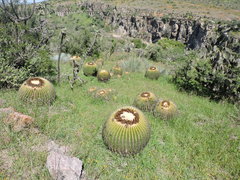 Kroenleinia grusonii