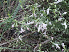 Stachys angustifolia
