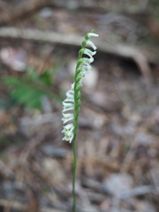 Spiranthes torta