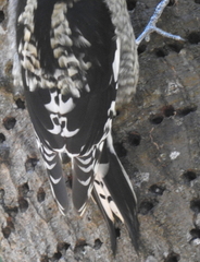 Sphyrapicus ruber daggetti