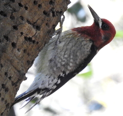 Sphyrapicus ruber daggetti