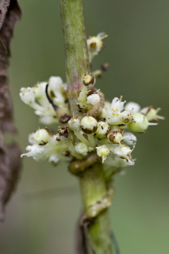 Cuscuta coryli Engelm.