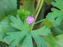 Geranium core-core