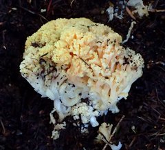 Ramaria rubricarnata