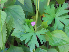 Geranium core-core
