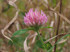 Red Clover - Photo (c) Gary James, some rights reserved (CC BY-NC), uploaded by Gary James