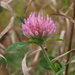Trifolium pratense - Photo (c) Gary James,  זכויות יוצרים חלקיות (CC BY-NC), הועלה על ידי Gary James